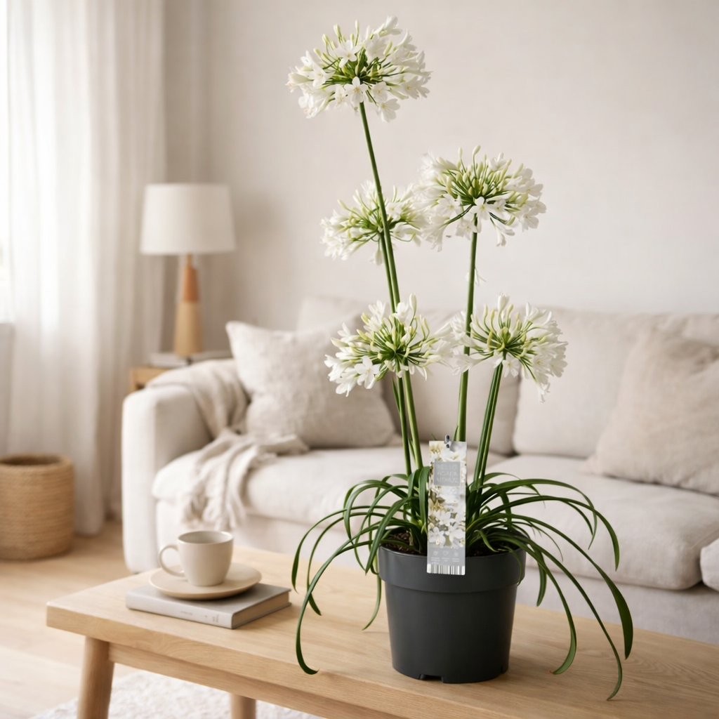 Agapanthus 'Ever White' - Ø19cm - ↕30cm en situation