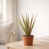 Dracaena Bicolor - Ø12cm - ↕30cm en situation