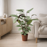 Plante Ctenanthe Oppenheimiana 21 cm en situation