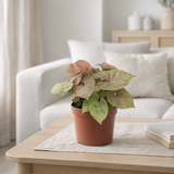 Syngonium cœur rouge 13 cm en situation