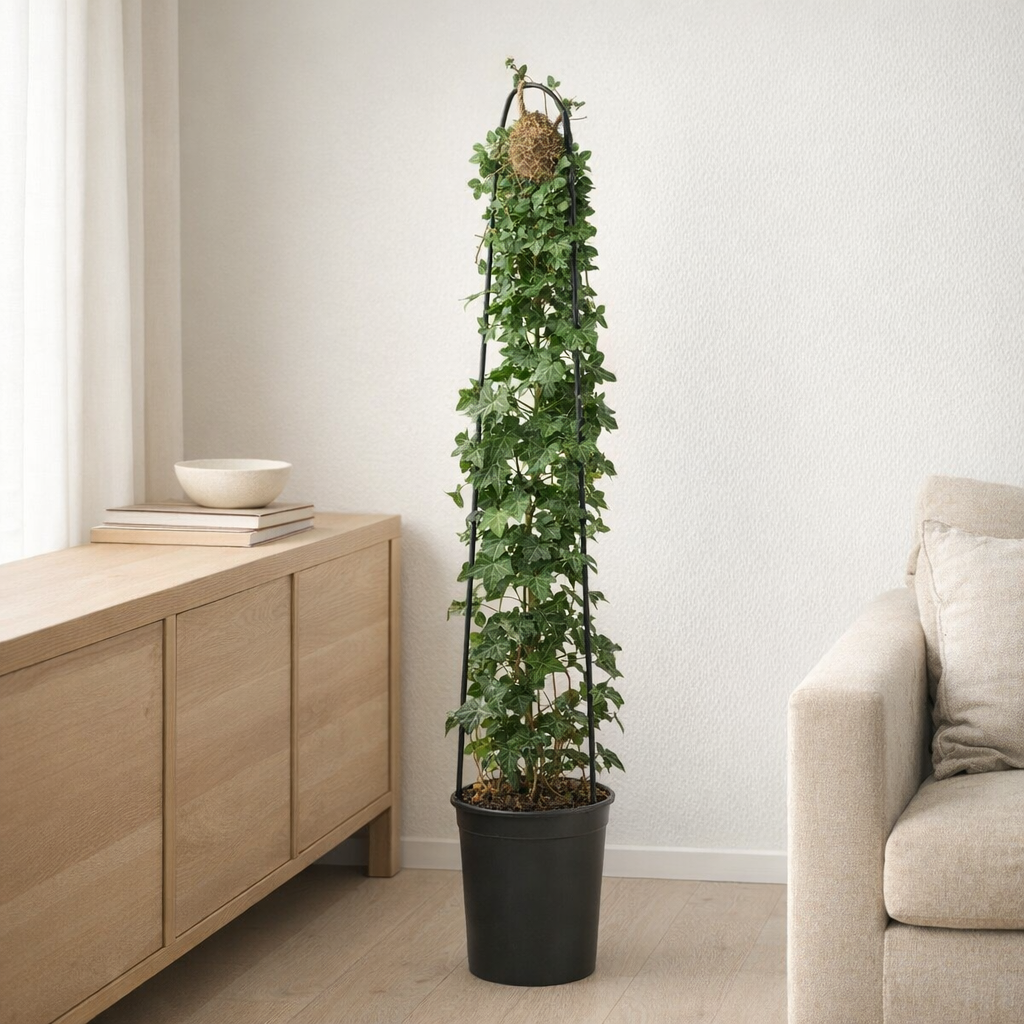 Hedera Helix +3.0 Label - Ø23cm - ↕115cm en situation