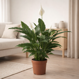 Spathiphyllum 'Sweet Chico' - Ø17cm - ↕60cm en situation
