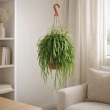 Lepismium bolivianum - Ø17cm - ↕25cm en situation