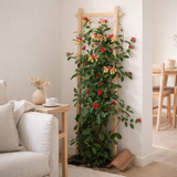 Lonicera periclymenum 'tardif' - Ø15cm - ↕65 cm en situation