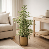 Ficus benjamina Twilight - ↨95cm - Ø21cm + Pot Mike Gold en situation