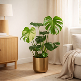 Monstera Deliciosa - ↨80cm - Ø21cm + Pot Mayk Gold en situation