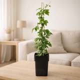 Humulus lupulus 'nordbrau' - bierplant / toplant - Ø15cm - ↕65cm en situation