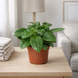 Peperomia Pixie 9cm - Ø9cm - ↕18cm en situation