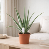 Aloe Vera P24 - Ø24cm - ↕70cm en situation