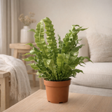 Asplenium Crispy Wave - Ø12cm - ↕25cm en situation