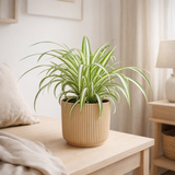 Chlorophytum comosum variegatum dans les vibrations elho plient le geel 14 cm en situation