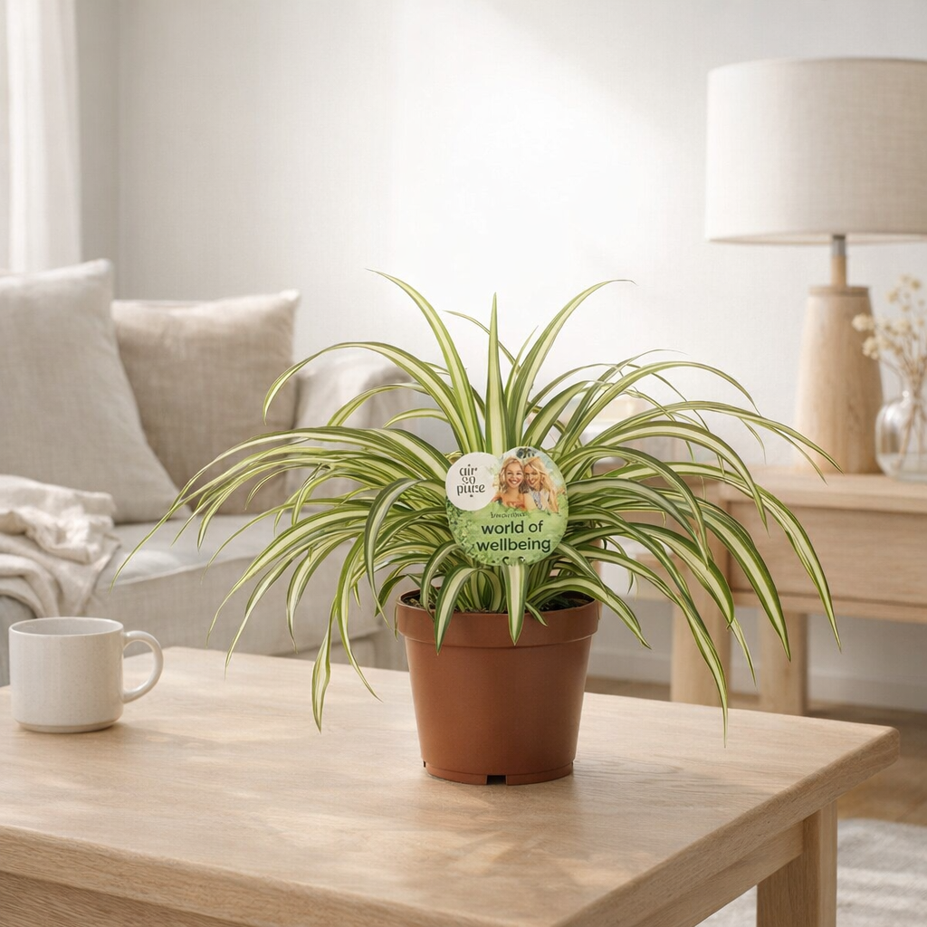 Chlorophytum Atlantic - Ø12cm - ↕25cm en situation