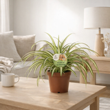 Chlorophytum Atlantic - Ø12cm - ↕25cm en situation