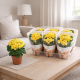 Begonia nadine P14 Dolc'amore® Flair - Ø14cm - ↕31cm en situation