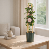 Rosa 'New Dawn' +3.0 Label - Ø15cm - ↕65cm en situation