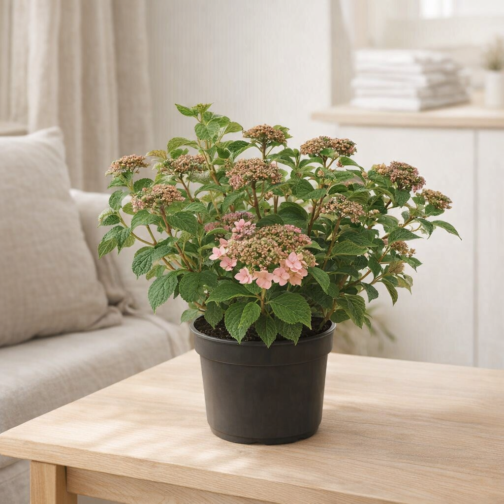 Hortengea serr. 'Rose jupon' - Ø19cm - ↕25cm en situation