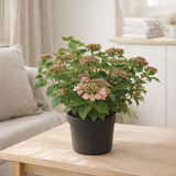 Hortengea serr. 'Rose jupon' - Ø19cm - ↕25cm en situation