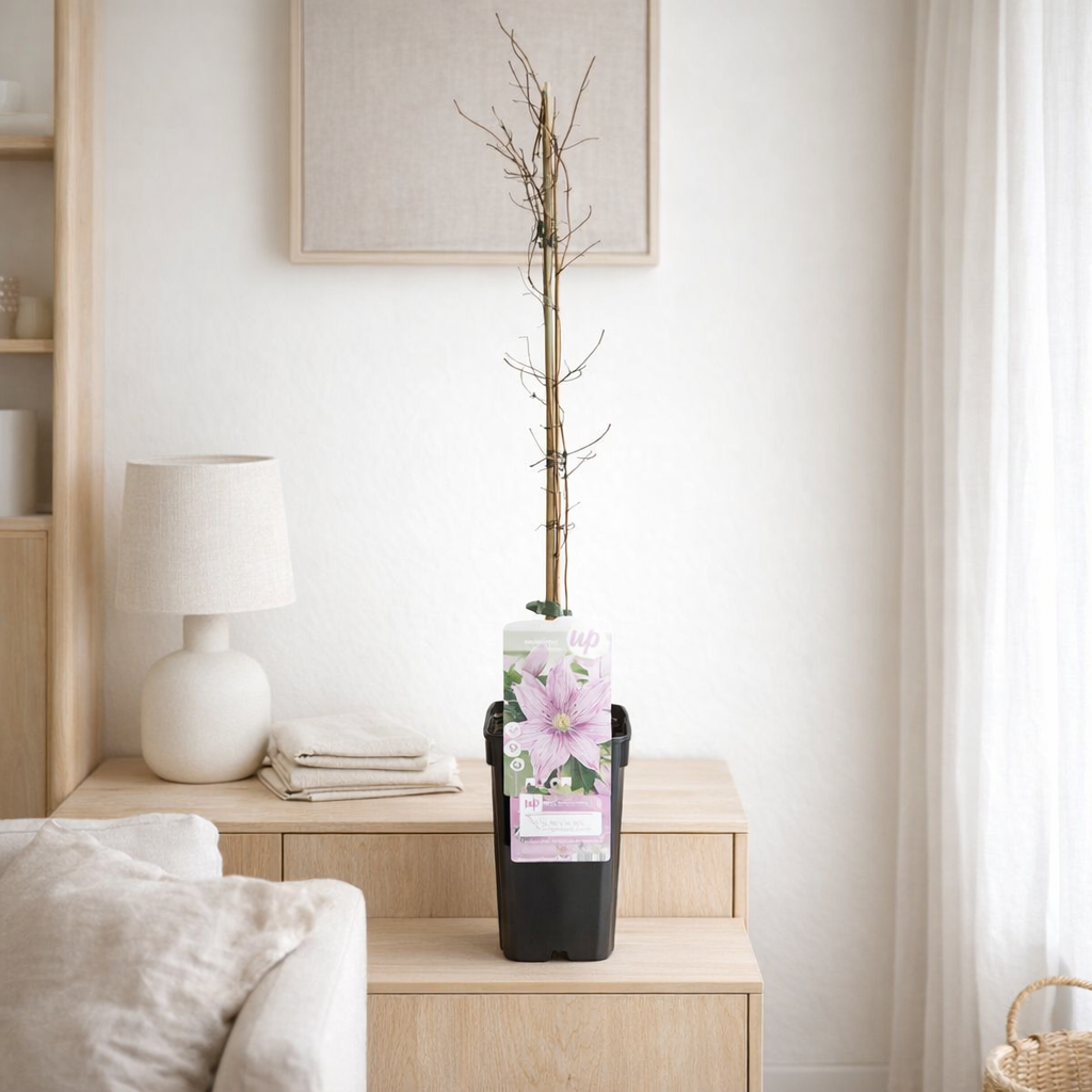Plante grimpante Clematis Hagley hybride rose en situation
