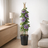 Passiflora Betty Miles Young 17 cm en situation