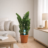 Zamioculcas 21cm - Ø21cm - ↕75cm en situation