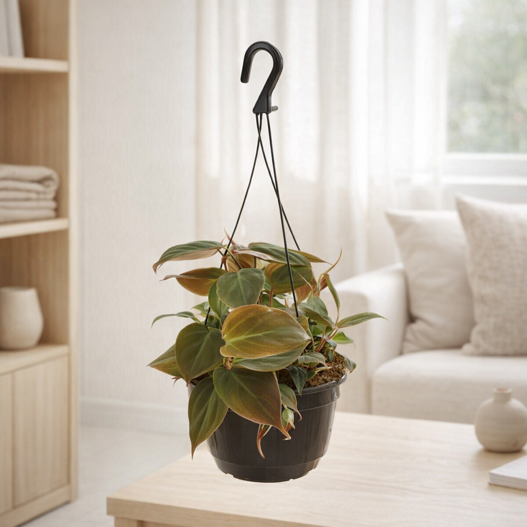 Philodendron grimpant «Shining» Hangpot - Ø15cm - ↕40cm en situation