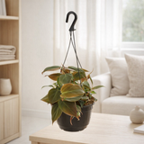 Philodendron grimpant «Shining» Hangpot - Ø15cm - ↕40cm en situation