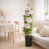 Plante grimpante Clematis 'Nelly Moser' Ø17 cm H75 cm en situation
