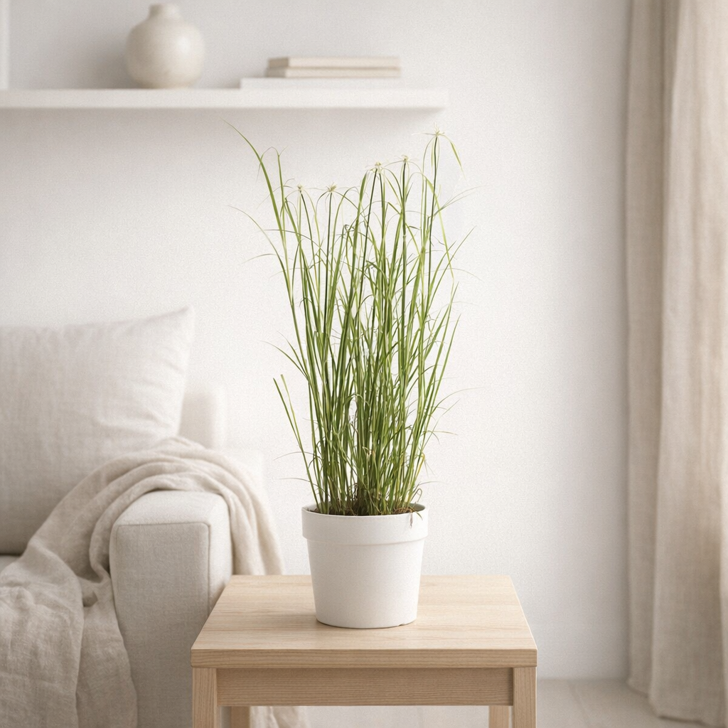 Rhynchospora Colorata - Ø17cm - ↕50cm en situation
