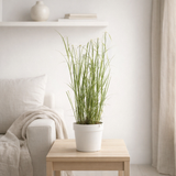 Rhynchospora Colorata - Ø17cm - ↕50cm en situation