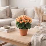 Begonia Hailey Sunset P14 Dolc'amore® Flair - Ø14cm - ↕31cm en situation