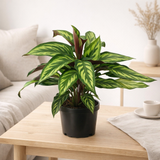 Calathea Majestica Prince - Ø14cm - ↕45cm en situation