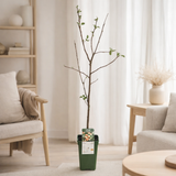 Malus domestica Jonagold - Appel - Ø19cm - ↕60cm en situation
