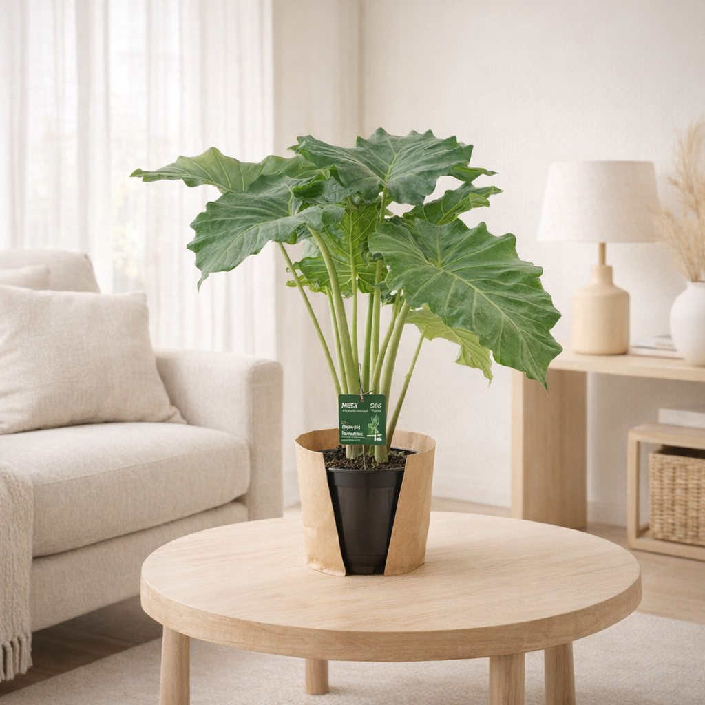 ALOCASIA Portodora - Ø21cm - ↕75cm en situation