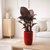 Velvet rouge canna sans fleur - Ø17cm - ↕50cm en situation
