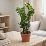 Zamioculcas - Ø12cm - ↕35cm en situation