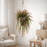 Lepismium cruciforme rouge 21 cm en situation