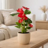 Anthurium rouge 12 cm dans les vibrations elho pliez du geel de 14 cm en situation