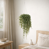 Peperomia prostrata - Ø11cm - ↕20cm en situation