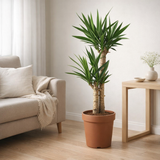 Yucca Éléphantipes - Ø21cm - ↕80cm en situation