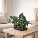 Alocasia Scampn en situation