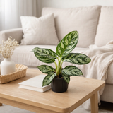 Aglaonema Amazon Silver - Ø12cm - ↕30cm en situation