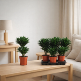 Dracaena compacta 30-10 55cm - Ø17cm - ↕55cm en situation