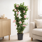 Objet décoratif Mipladenia Sundaville rose en situation