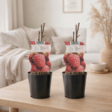 Ronce-framboise Tayberry - lot de 2 - Ø12 cm - ↕30 cm en situation