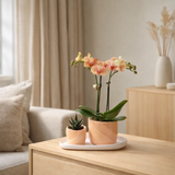 Orchidées colibris | Coffret Optimisme petite pêche | Plante verte avec orchidée Phalaenopsis orange dans des pots décoratifs de bonbons sur un plateau biologique blanc en situation
