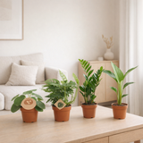 Jardinière Musthave - 4 pièces - Ø12cm - ↕20-40cm en situation