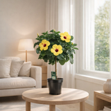 Hibiscus rosa -sinensis jaune - Ø19cm - ↕75cm en situation