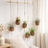 Kokodama Birdnest Tillandsia Mix - 5 pièces - Ø7cm - ↕5cm en situation