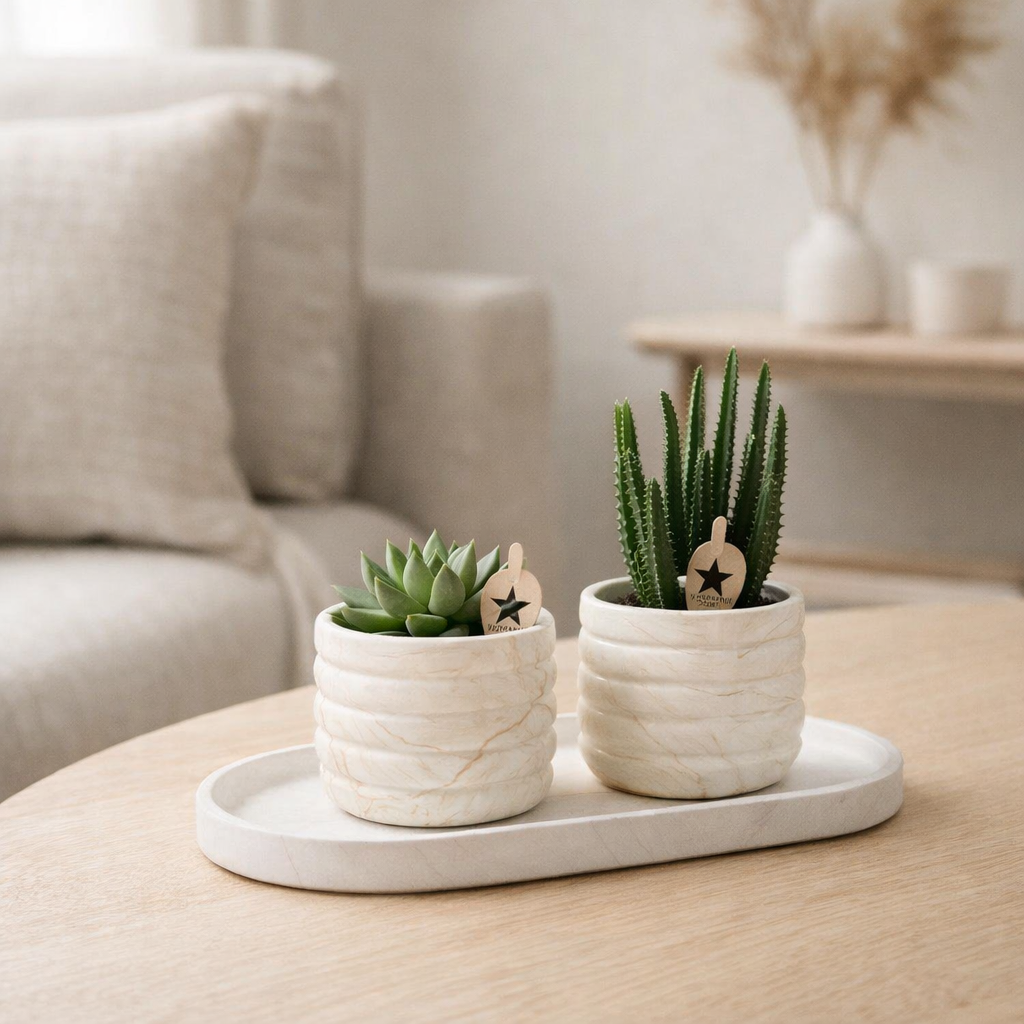 Compagnie des Colibris | Ensemble de plantes Slow Living petit | Orchidée Phalaenopsis blanche Lausanne et succulentes avec pots décoratifs en céramique sur plateau biologique blanc en situation