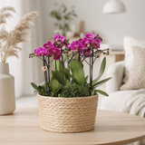 Orchidées Kolibri | Plante violette ensemble dans le panier de roseau incl. Trois orchidées violettes Morelia 9cm et trois plantes vertes Rhipsalis | Bouquet de jungle violet avec réservoir d'eau époustouflante en situation